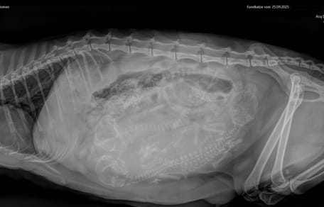 Radiografía de una gata preñada