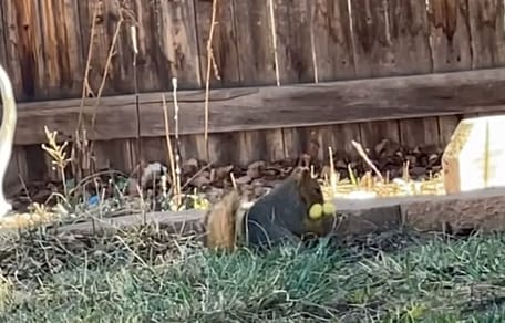 Przydomowy ogród i wiewiorka