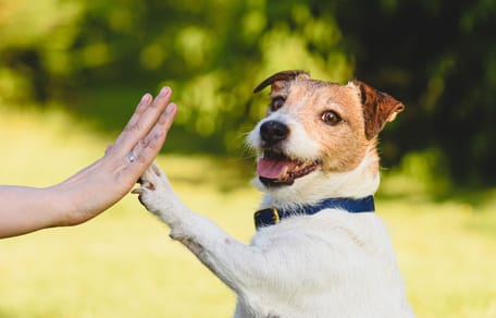 Psinder i Purina rozdają wyprawki dla adoptowanych psów