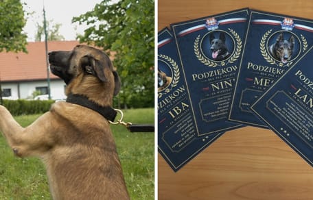 Cztery psy odeszły ze służby w małopolskiej policji. Oto, jak będzie wyglądać ich emerytura