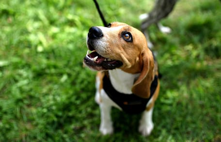 puberteit bij hond