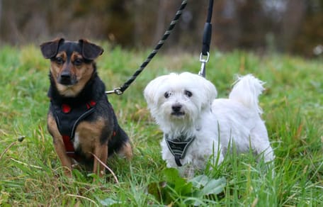 Puck en Sam zijn op zoek naar een nieuw thuis? Adopteer jij hen?