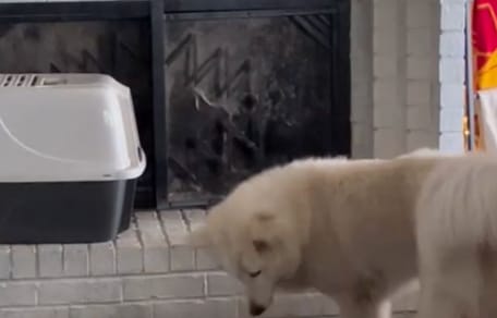 Rescue dog meets his new brother: no one saw this unlikely friendship coming! (video)