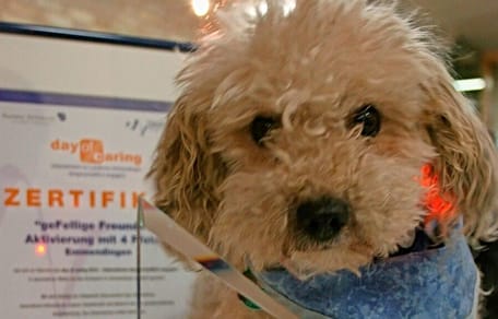 Poodle rescued from overheated car