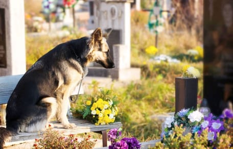 pueden-entrar-perros-en-el-cementerio