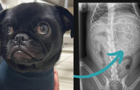 Röntgenbild Mops