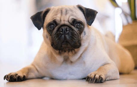 Pug lying down in living room