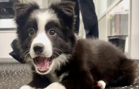 Pup Ira die op balkon werd achtergelaten terug bij baasjes