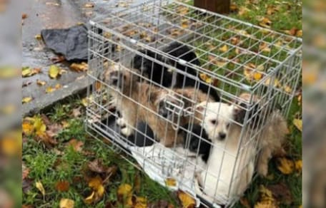 Puppies abandoned in crate