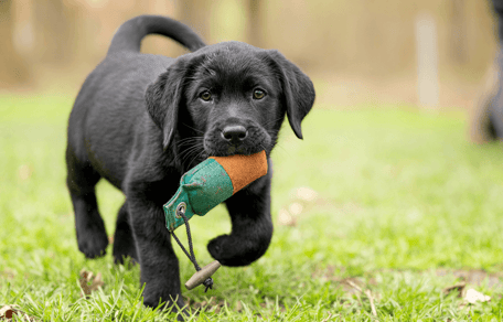 Puppy sitting on grass looking up