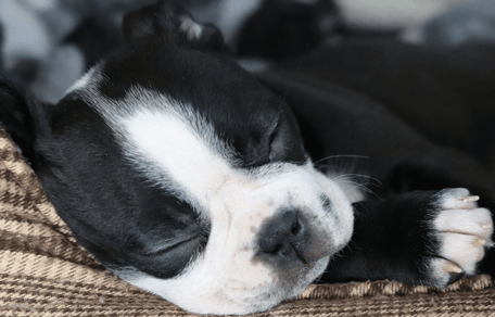 Puppy sleep schedule: how to get your puppy to sleep through the night: Boston Terrier puppy sleeping