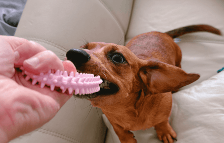Puppy teething survival guide: how to save your furniture: Brown puppy chewing a toy