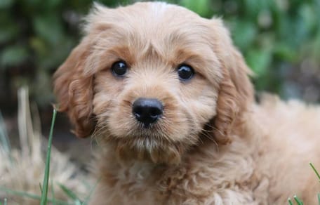 Puppy training first day: Puppy on grass
