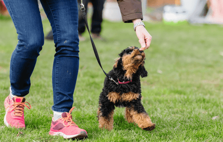 Puppy training routine: Labrador puppy trained in home