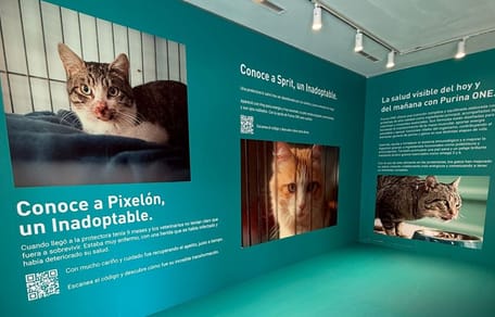 purina-espacio-inmersivo-madrid-adopcion-gatos