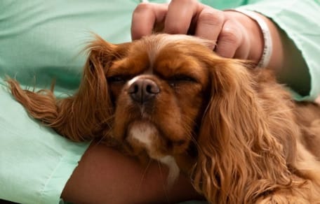 purina-perros-terapia-salud-mental-Bellvitge