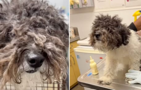 Puszysty, porzucony pies