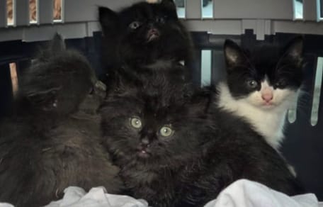 Quatre chatons