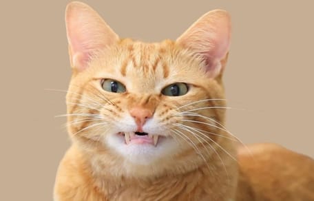 Qué gato eres según tu personalidad