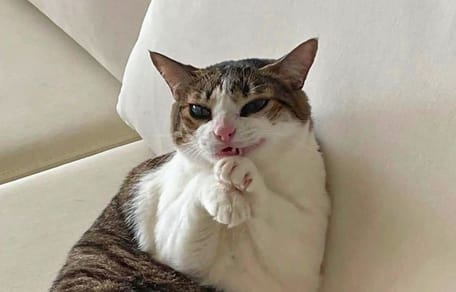 que gato eres según tu signo