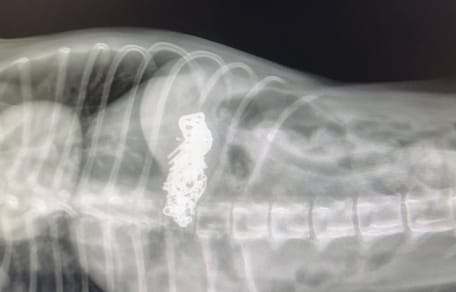 Röntgenfoto van de maag van een hond