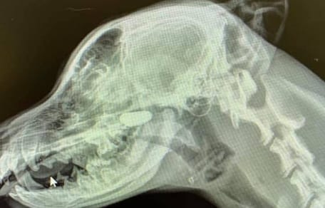X-ray of a dog's head