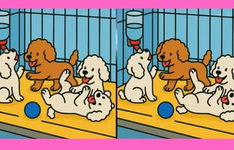 Rätsel spielende Hunde