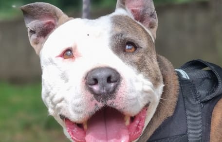 Ragnar, un chien au grand coeur