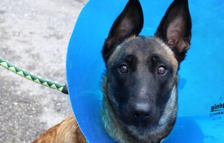 Railey, la chienne Malinoise tombée deux fois d'un toit