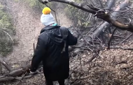 Randonnée en forêt
