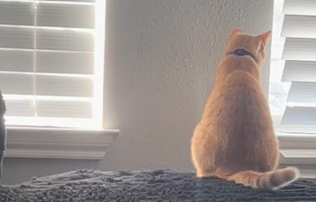 Rango, a wandering tomcat