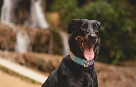 Razas de perro con manchas marrones y negras