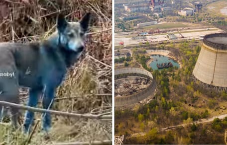 Reaktor von Tschernobyl und blauer Hund