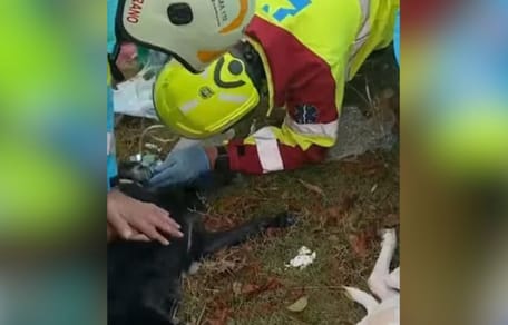 reanimacion-perros-incendio-valdemoro