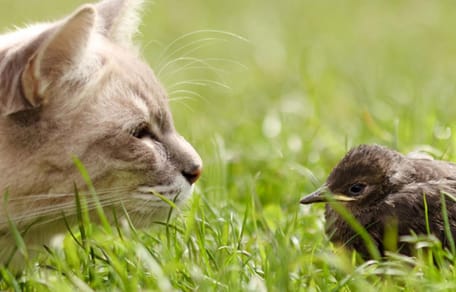 Rechter doet uitspraak in zaak of katten binnen moeten blijven