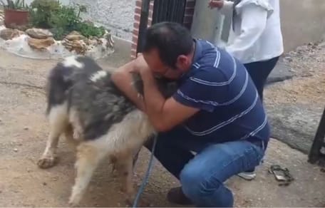 wiedersehen-hund-kratos-dana-valencia