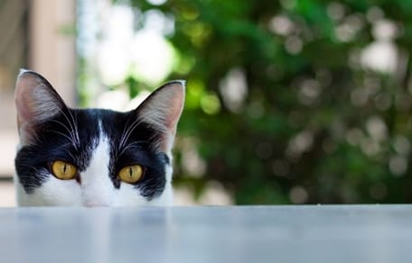 un chat noir et blanc avec un regard de tueur