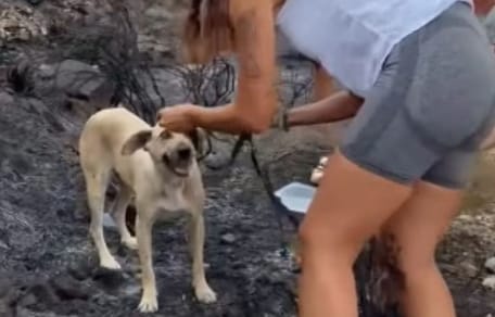 rescate-perro-incendio-gallardos-almeria