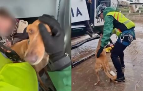 rescate-perros-dana-oliva-valencia