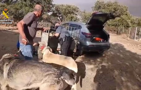 Rescate in extremis en Huelva: la Guardia Civil salva a varios perros al filo de las llamas en Niebla