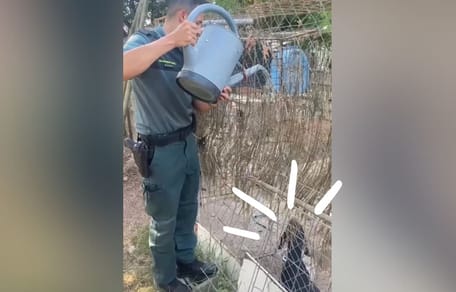 rescate-perros-maltratados-navarra