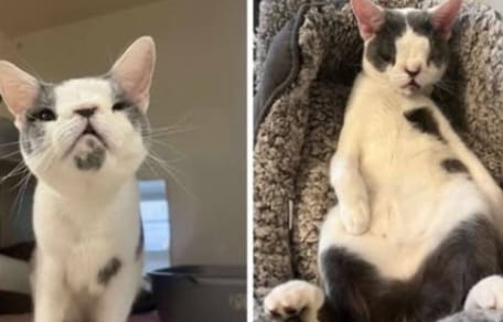 Rescue cat with face disfigurement