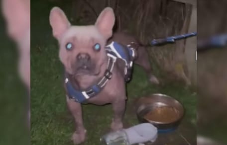 Rescue dog in garden