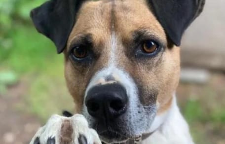 Ridgeback-Mischling Laiko