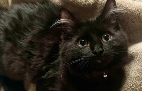 Riley, le chaton noir