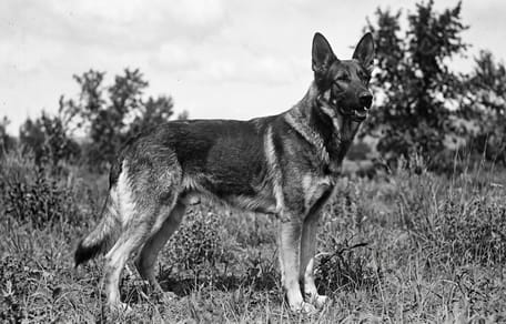 Vom zerbombten Zwinger zum Hollywood-Star: Hund Rin Tin Tin erobert die Kinowelt