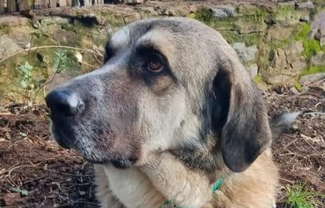 ringo-mastin-adopcion-huelva