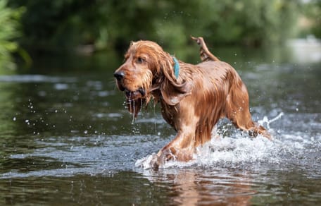 Ríos cerca de Madrid para ir con perros