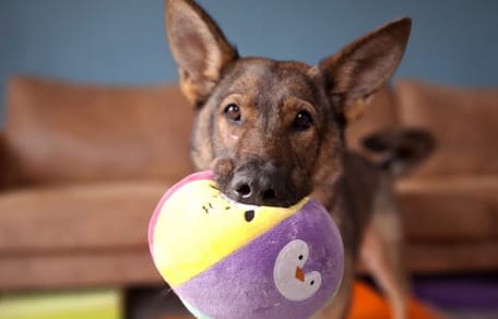 Rizza is op zoek naar een nieuw thuis. Adopteer jij haar?