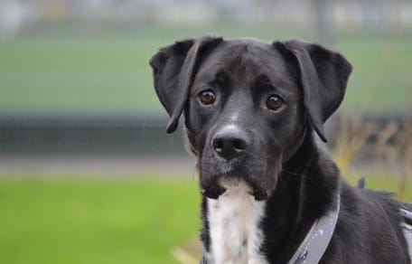 Rocky is op zoek naar een nieuw baasje. Adopteer jij hem?